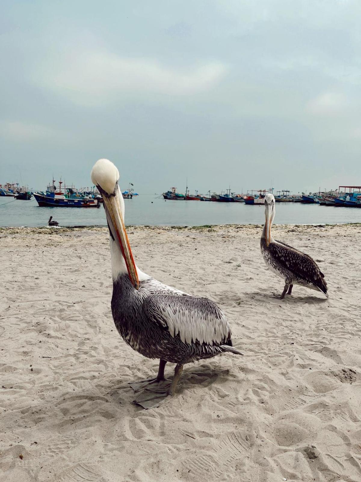 Makai - Nayarak Paracas Buitenkant foto
